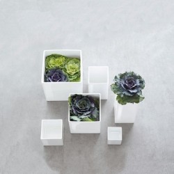 Macetero 12cm - Quadro