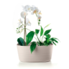 Large Multiple Plant Pot Holder Clay - Tierra