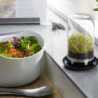 Sprouting Jar - Bivita