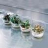 Set of 6 Glasses With Ring - Sfera
