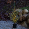 Cedar Tree Green 100cm - Milas