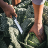 Navalha Colheita X-series K82 FISKARS