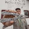 Multiherramienta Suspension NXT Gris GERBER