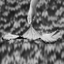 Centrepiece - A Lotus Leaf