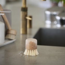 Pot Brush Beech - Inu