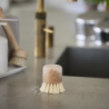 Pot Brush Beech - Inu
