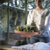 Centerpiece/Fruit Bowl Dark Terracotta - Tierra