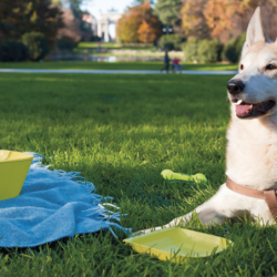 Organizador de Viaje para Mascotas Verde - Petnic