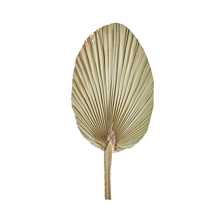 Palm Leaf 60-70cm - Deko