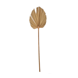 Palmspear 3 Pieces in a Bunch 60-70cm - Deko