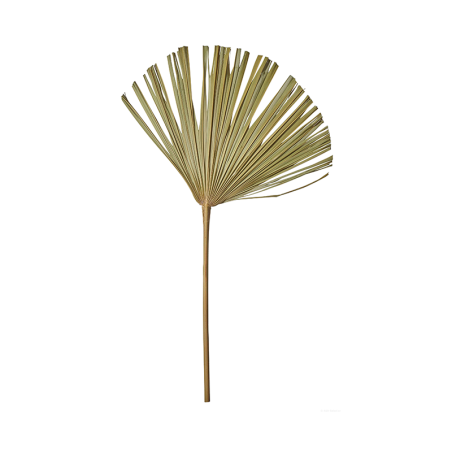 Fan Palm 60-70cm - Deko