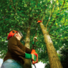 800W Electric Pole Saw 25cm