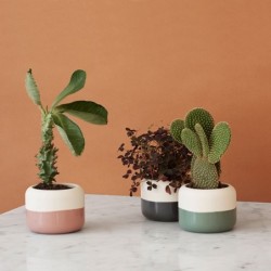 Maceta Rosa