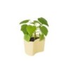 Vaso com Sementes Amarelo - Your Tree