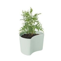 Vaso com Sementes Verde - Your Tree