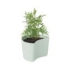 Vaso com Sementes Verde - Your Tree