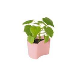 Vaso com Sementes Rosa - Your Tree