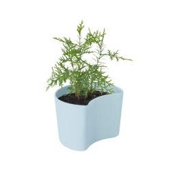 Vaso com Sementes Azul - Your Tree