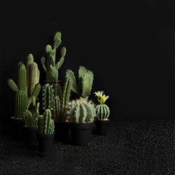 Vaso Com Cacto 'Euphorbia Ingens' 26cm - Deko