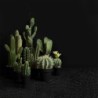 Vaso Com Cacto 'Euphorbia Ingens' 26cm - Deko