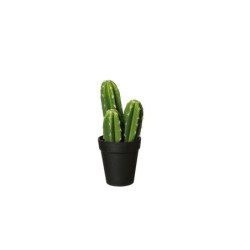 Vaso Com Cacto 'Pachycereus Pringli' 22cm - Deko