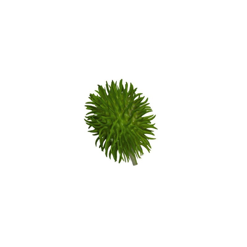 Decorative Chayote - Deko