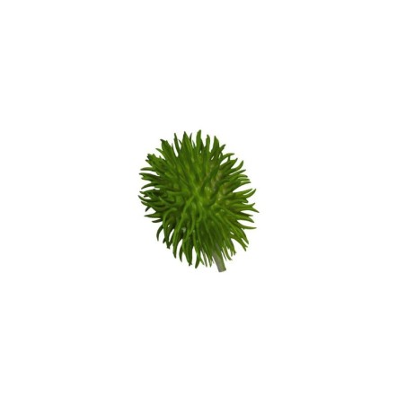 Decorative Chayote - Deko