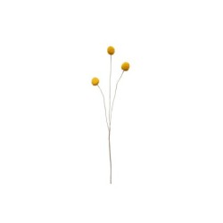 Craspedia Twig - Deko