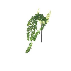 Succulent Hanging 30cm - Deko