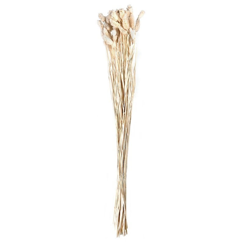 Phalaris Bouquet - Dried Flowers Phalaris Bouquet - Dried Flowers
