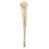 Phalaris Bouquet - Dried Flowers