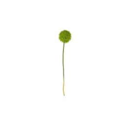 Allium Xl Twig - Deko