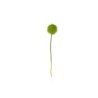 Allium Xl Twig - Deko