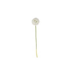 Allium Xl Twig - Deko
