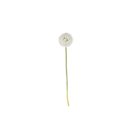 Allium Xl Twig - Deko