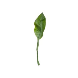 Amazon Lily Leaf Twig - Deko