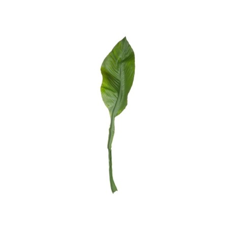 Amazon Lily Leaf Twig - Deko
