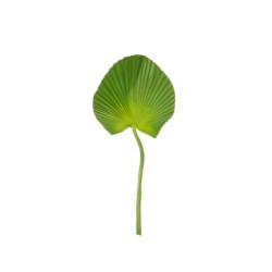 Ruffed Fan Palm Leaf Twig - Deko