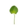 Ruffed Fan Palm Leaf Twig - Deko