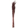 Ramo de Flores Secas Avena - Dried Flowers