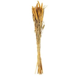 Ramo de Flores Secas Setarea - Dried Flowers