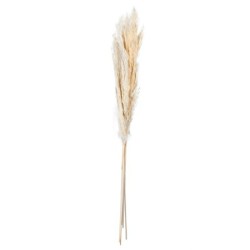 Ramo de Flores Secas Hierba de las Pampas - Dried Flowers