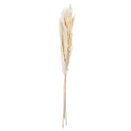 Ramo de Flores Secas Hierba de las Pampas - Dried Flowers