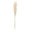 Pampas Grass Bouquet - Dried Flowers