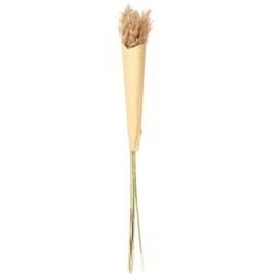Erva-das-Pampas Secas Castanho 70x75cm - Deko