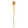 Erva-das-Pampas Secas Castanho 70x75cm - Deko